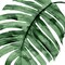 Tropical Green Palm II Poster Print by Melonie Miller # MMR116786